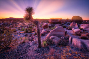 USA, United States of America, california, palm Springs, Joshua Tree National Park, jumbo rocks campground, white King campground, USA, United States of America, california, palm Springs, Joshua Tree National Park, jumbo rocks campground, white King campground,
